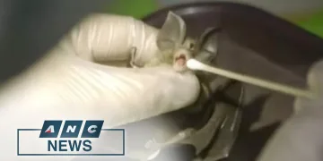 Filipino scientists study bats to prevent future pandemics | ANC | Filipina data science