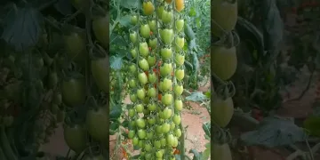 New technique for growing tomato plants #tomato_grafting #tomato #farming #viral #shorts | Pinoy low carbon life