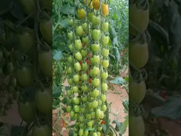 New technique for growing tomato plants #tomato_grafting #tomato #farming #viral #shorts | Pinoy low carbon life